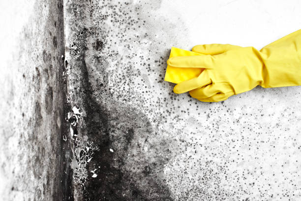 Best Insurance-Related Mold Remediation in Mendon, UT