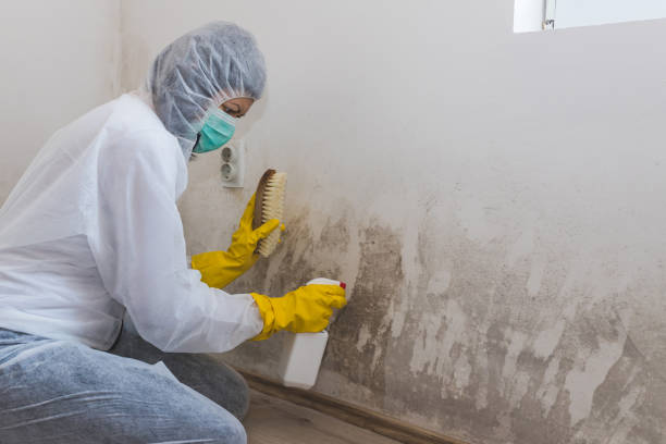 Professional Mold Remediation in Mendon, UT