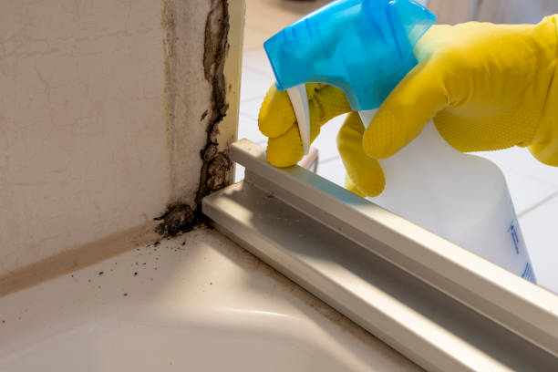 Best Post-Flood Mold Remediation in Mendon, UT
