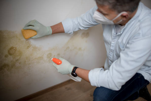 Best Health and Safety Mold Remediation in Mendon, UT