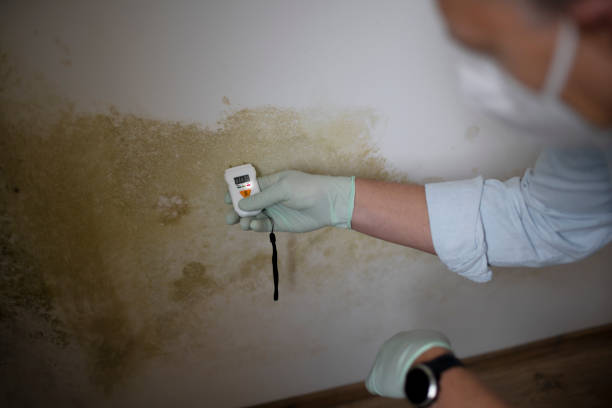 Best Insurance-Related Mold Remediation in Mendon, UT