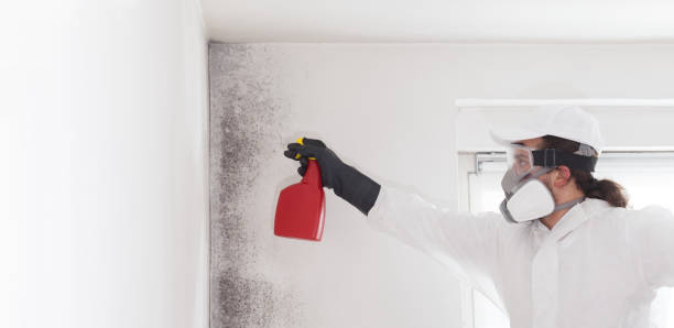 Best Commercial Mold Remediation in Mendon, UT