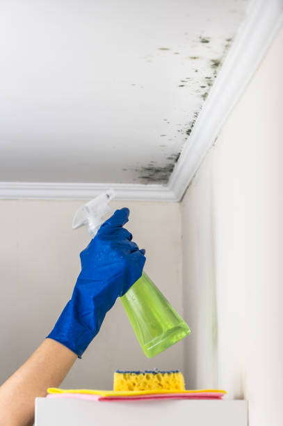 Best Mold Remediation for Specific Building Types in Mendon, UT