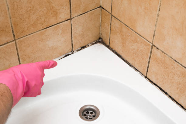 Best Emergency Mold Remediation in Mendon, UT